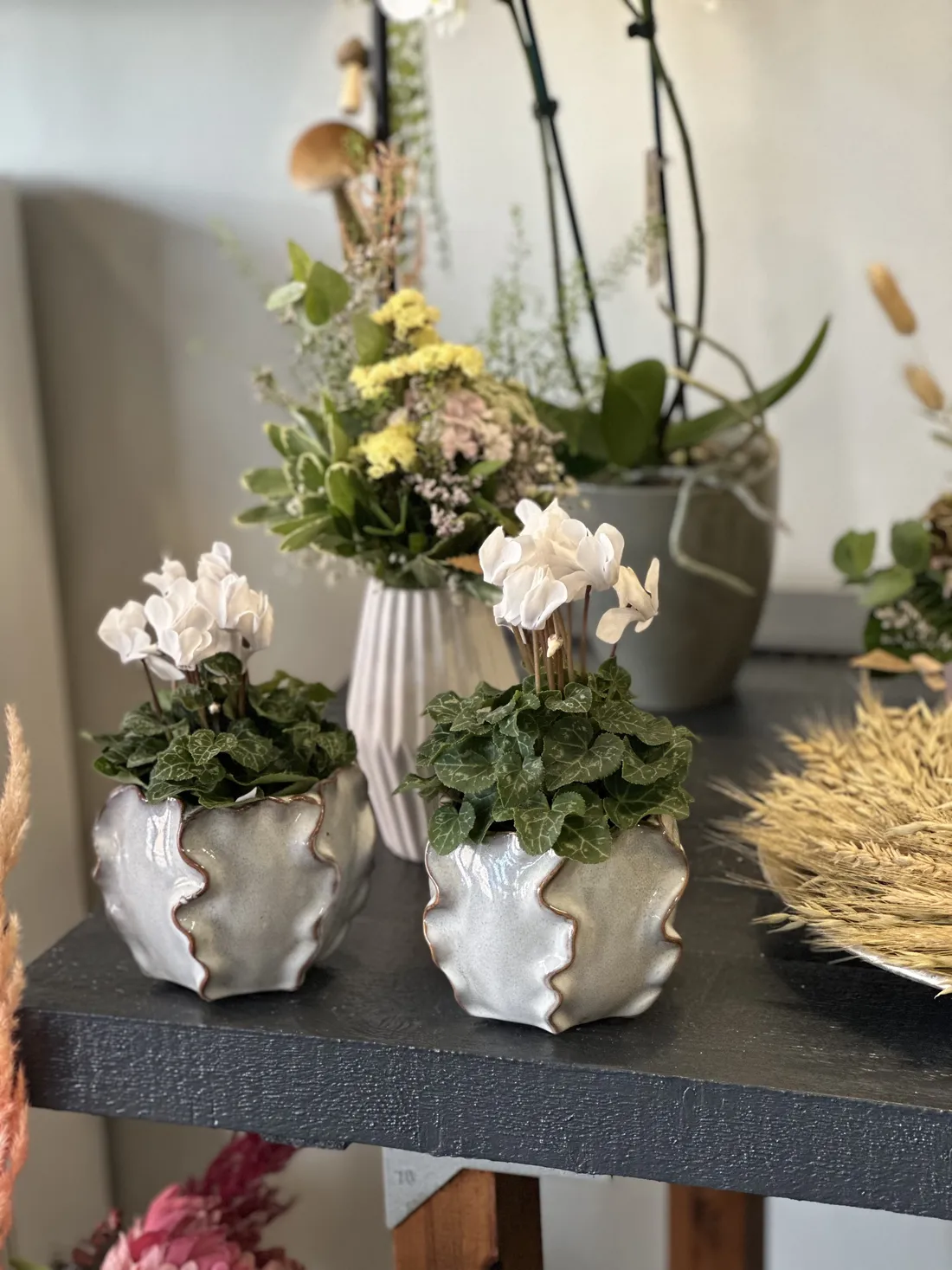 Blühende Orchidee vom Blumenatelier Moers