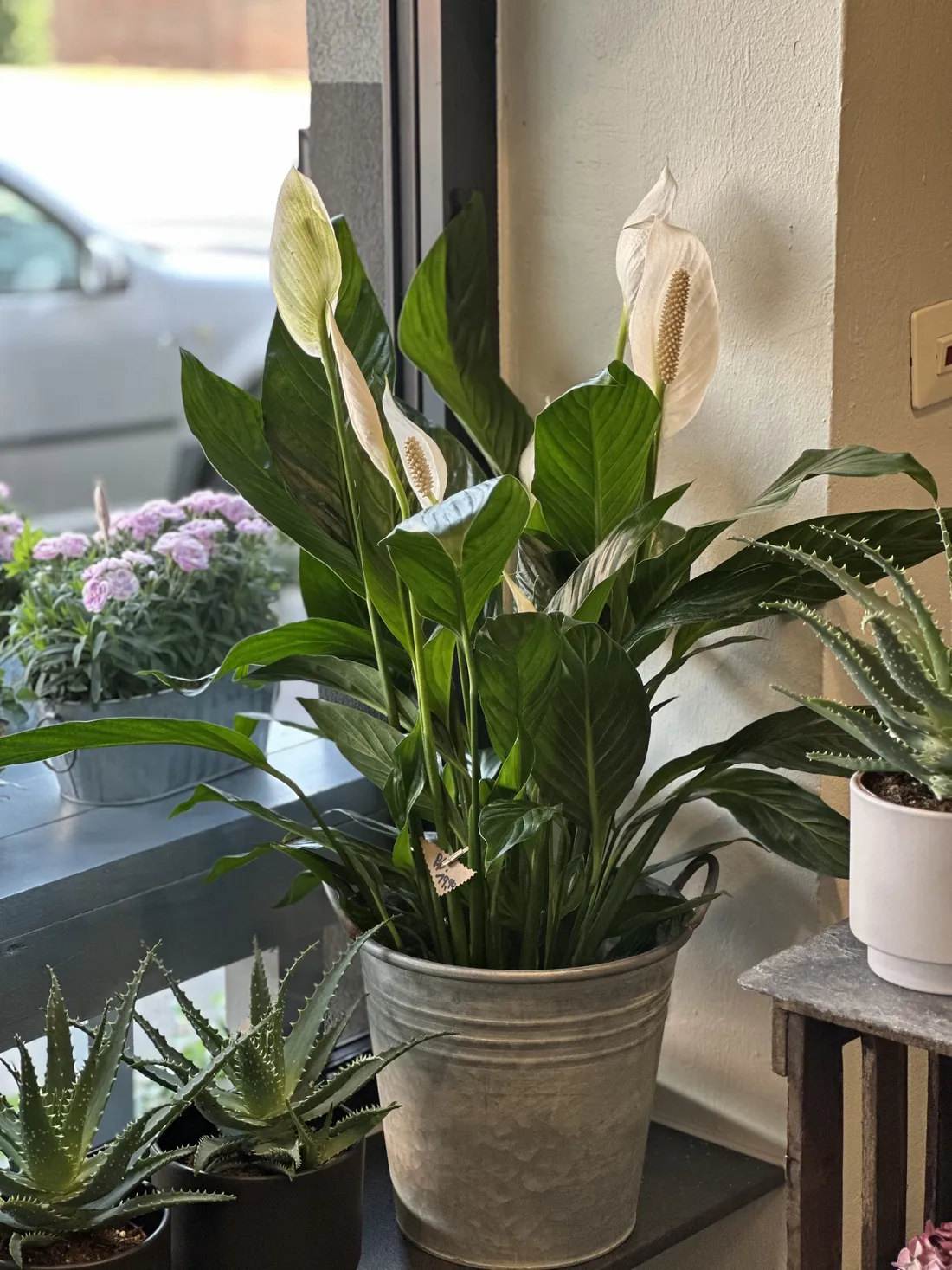 Grüne Zimmerpflanze im Topf vom Blumenatelier Moers